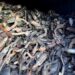 More than 70 Mass., Conn. and N.H. PDs contributed to investigation that busted catalytic converter theft ring