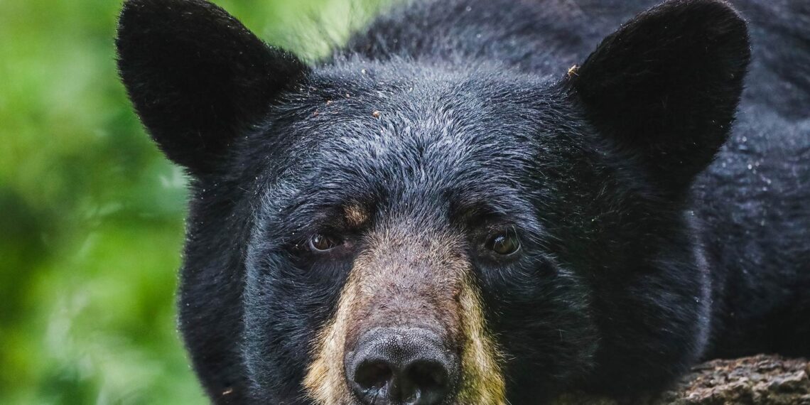 Massachusetts community steps in to protect black bear “Pumpkin” from facing euthanasia after livestock incidents