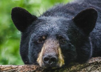 Massachusetts community steps in to protect black bear “Pumpkin” from facing euthanasia after livestock incidents