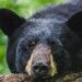 Massachusetts community steps in to protect black bear “Pumpkin” from facing euthanasia after livestock incidents