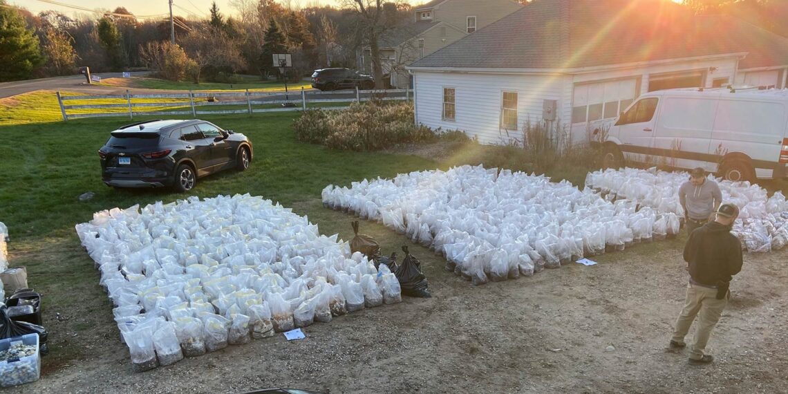 Authorities seize whopping $8.5 million worth of psychedelic mushrooms in Connecticut drug bust