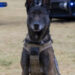K9 Bane, Sedgwick County Sheriff's Office, Kansas