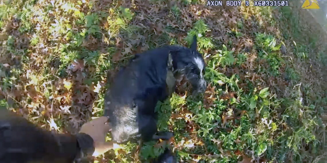 Captured on video: NYPD officers rescue blind border collie from frigid waters