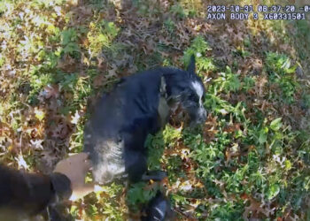 Captured on video: NYPD officers rescue blind border collie from frigid waters