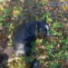 Captured on video: NYPD officers rescue blind border collie from frigid waters