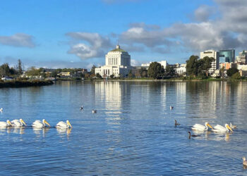 Murder at Lake Merritt: Body found stuffed inside suitcase in gruesome Halloween discovery