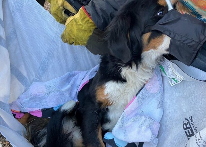 Nova Riley being rescued