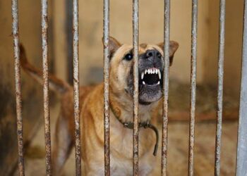 What to Do if You’re Bitten By a Dog