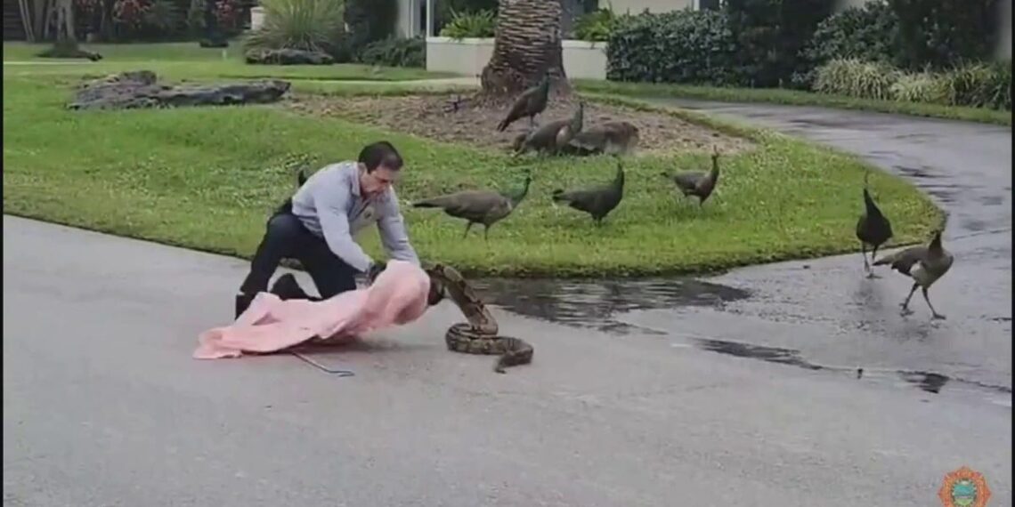 Fire official capturing snake