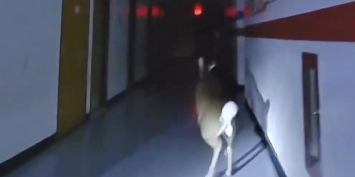 Deer leads police on foot pursuit through elementary school