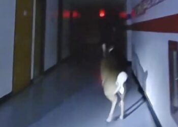 Deer leads police on foot pursuit through elementary school