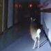 Deer leads police on foot pursuit through elementary school
