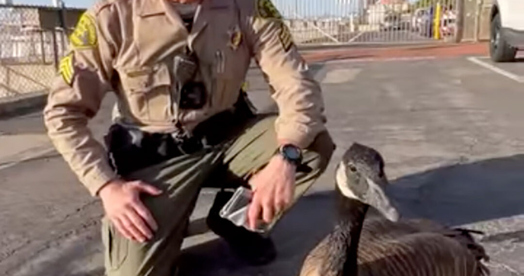 Meet Sergeant Hank, the Canadian goose boosting morale at an L.A. Sheriff’s station