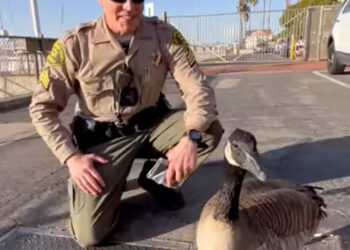 Meet Sergeant Hank, the Canadian goose boosting morale at an L.A. Sheriff’s station