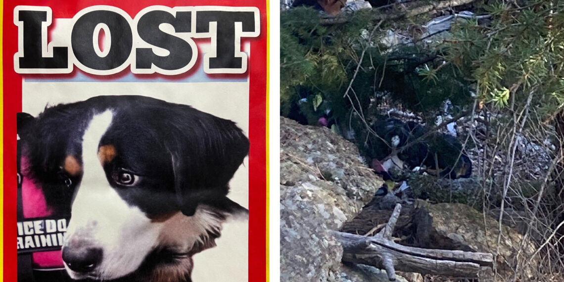 Miraculous rescue: Lost dog found after seven weeks in harsh conditions, reunited with owner