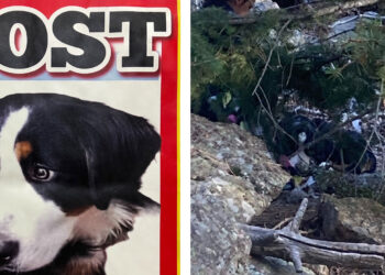 Miraculous rescue: Lost dog found after seven weeks in harsh conditions, reunited with owner