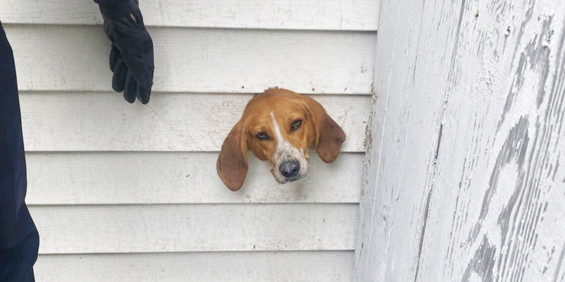 South Carolina police rescue mischievous pup after he got stuck in dryer vent