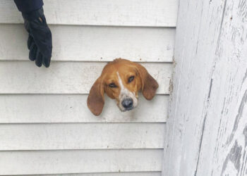 South Carolina police rescue mischievous pup after he got stuck in dryer vent