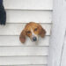 South Carolina police rescue mischievous pup after he got stuck in dryer vent