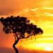 sunset tree