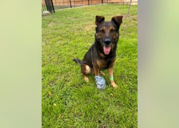 Texas police K9 receives Purple Heart – Law Officer