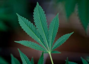 Reading the Tea Leaves for Cannabis Regulation