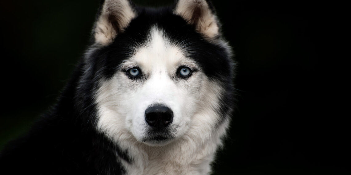 Arizona police officer halts husky’s escape attempt from pet shelter