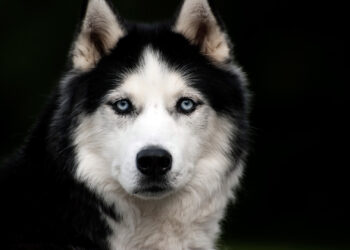 Arizona police officer halts husky’s escape attempt from pet shelter