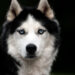 Arizona police officer halts husky’s escape attempt from pet shelter