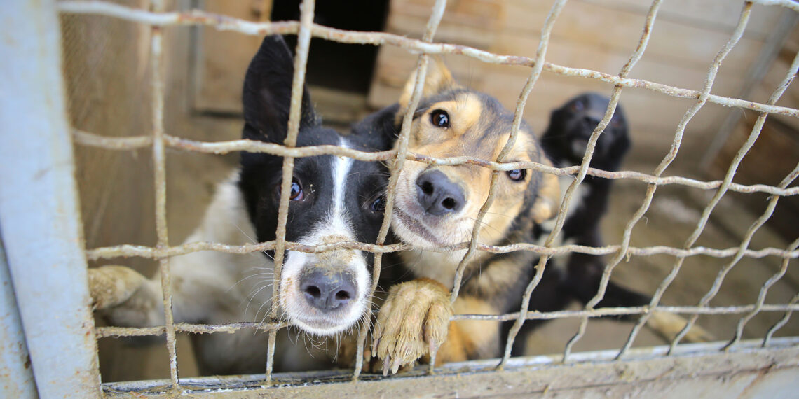 “Pretty deplorable”: Pennsylvania couple faces charges of child endangerment and animal cruelty in shocking case