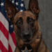 K9 Nyx, Rockford Police Department, Illinois