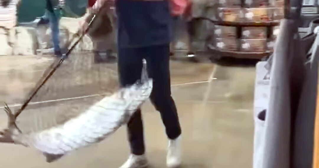 Fish heist: Fort Myers thief swipes 50-pound tarpon from Bass Pro Shops indoor pond