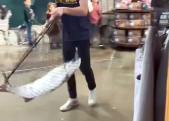 Fish heist: Fort Myers thief swipes 50-pound tarpon from Bass Pro Shops indoor pond