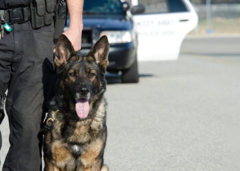 Ohio K-9 reunited with former handler who fought city for ownership