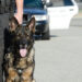 Ohio K-9 reunited with former handler who fought city for ownership