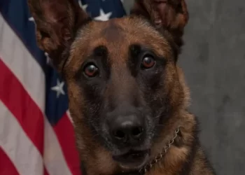 K9 officer fatally shot while protecting handler during domestic call – Law Officer