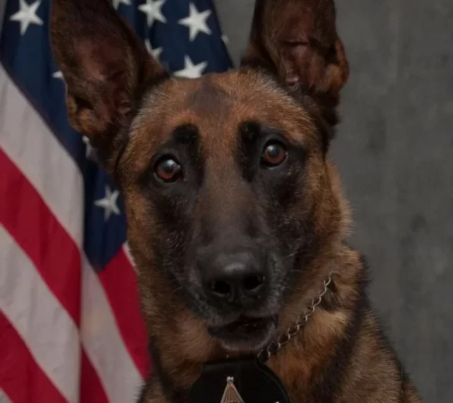 K9 officer fatally shot while protecting handler during domestic call – Law Officer