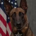 K9 officer fatally shot while protecting handler during domestic call – Law Officer