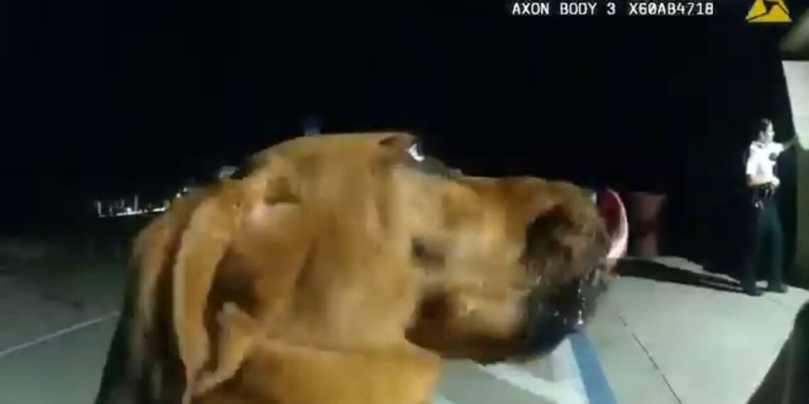 K-9 Mary Lu