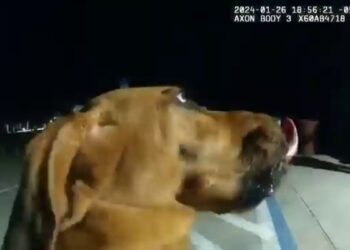 K-9 Mary Lu
