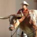 Fraternity members arrested for allegedly leaving dead longhorn outside rival frat house – Law Officer
