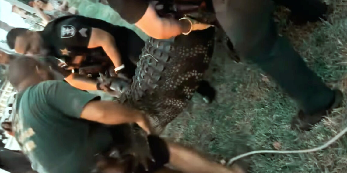 Massive alligator disrupts last-minute Christmas shopping at Florida mall