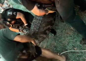 Massive alligator disrupts last-minute Christmas shopping at Florida mall