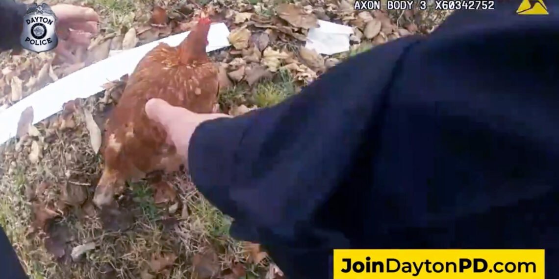 Ohio police officer arrests a chicken after comical New Year’s Day foot chase