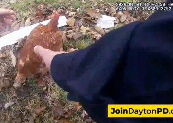 Ohio police officer arrests a chicken after comical New Year’s Day foot chase