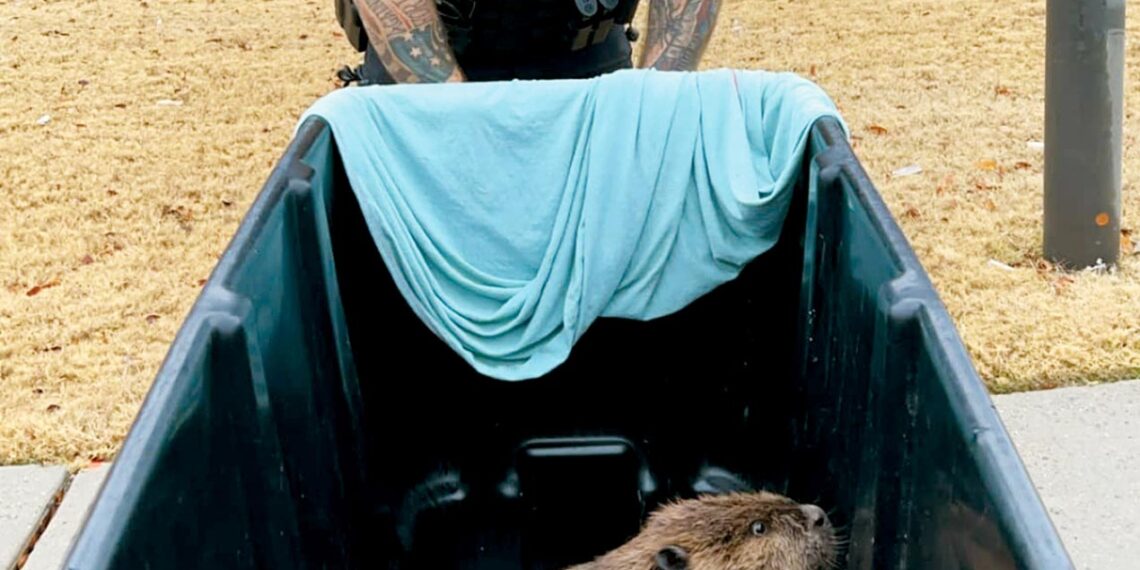 “Things you do not want under your tree this Christmas”: Tennessee police come to the rescue as runaway beaver surprises hospital
