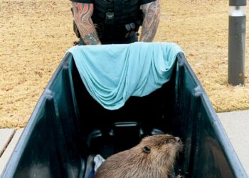 “Things you do not want under your tree this Christmas”: Tennessee police come to the rescue as runaway beaver surprises hospital