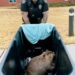 “Things you do not want under your tree this Christmas”: Tennessee police come to the rescue as runaway beaver surprises hospital