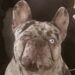 Woman frantically holds onto hood of car as dognappers flee with pooch – Law Officer