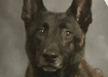 Suspect shoots, kills Miss. K-9 before fatal OIS